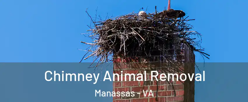 Chimney Animal Removal Manassas - VA