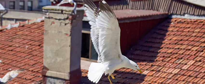 Residential Chimney Animal Removal Solution in Manassas, VA