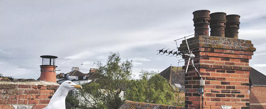 Chimney Cleaning And Restoration in Manassas, Virginia